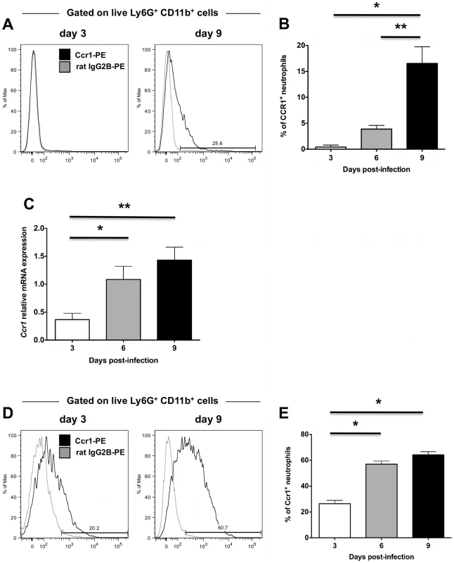 Ccr1 expression increases late after <i>Candida</i> infection in blood and kidney neutrophils.