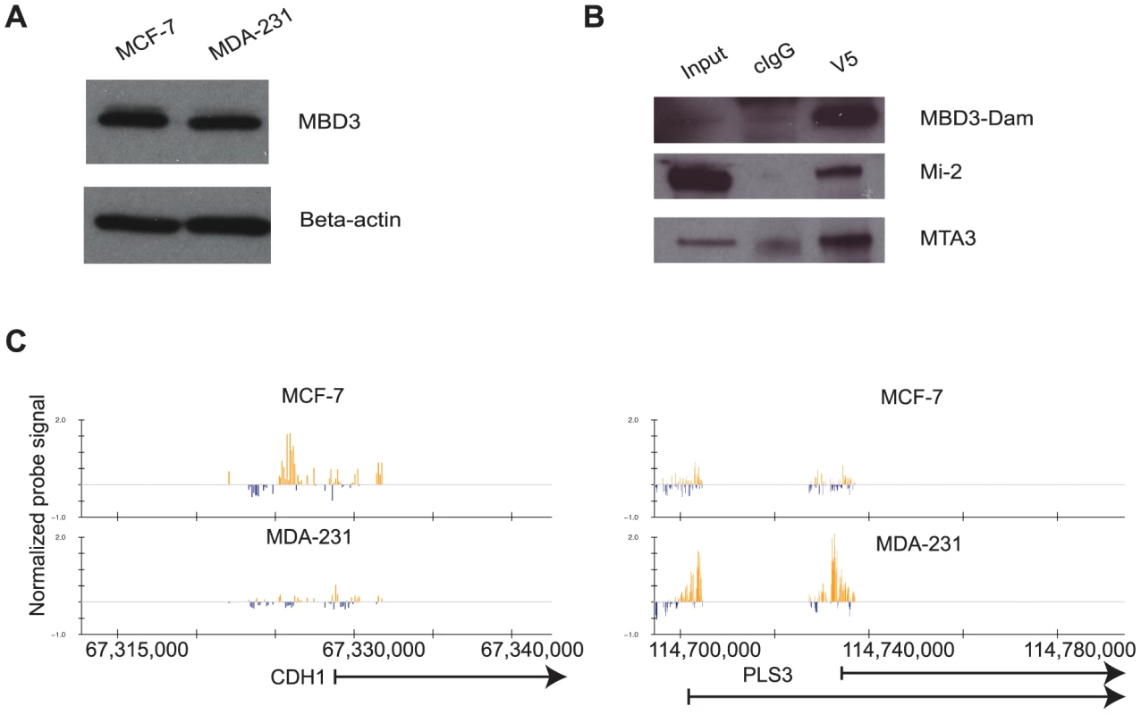 The DamID platform for location analysis of human MBD3.