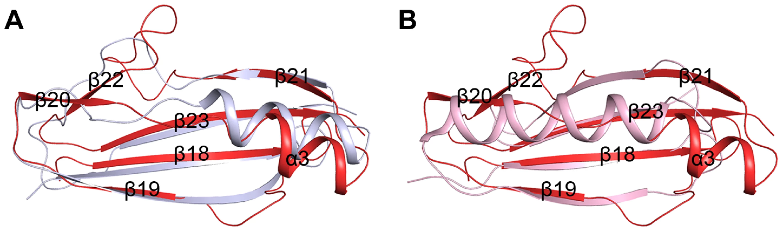 Superpositions of the β-GF module against A) the Ig-binding proteins of B1 domain of mucus-binding protein type 2 repeat Mub-R5 from <i>L. reuteri</i> (PDB 3I57), and B) that of Protein L (PpL) from <i>P. magnus</i> (PDB 1HEZ).