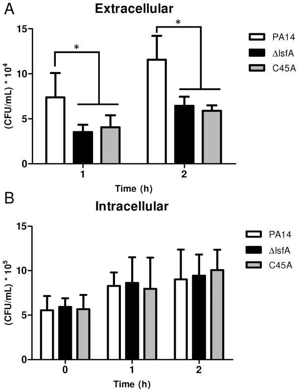 The <i>lsfA</i> mutants are phagocytosed at the same rate as PA14, but do not survive as well as PA14 in the cultures supernatants.