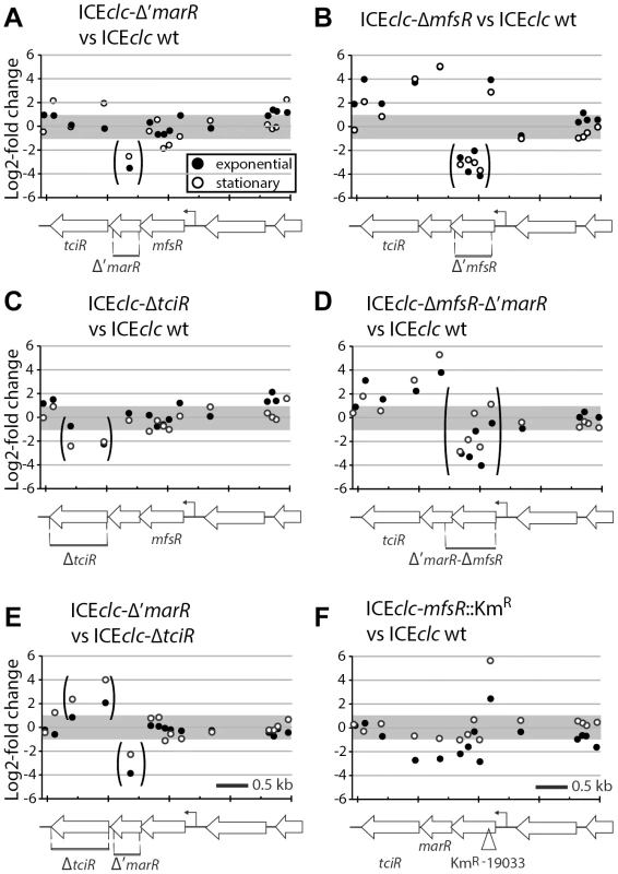 Detailed view on the differential expression of the <i>mfsR</i> operon in <i>P. putida</i> ICE<i>clc</i> wild-type or mutants.