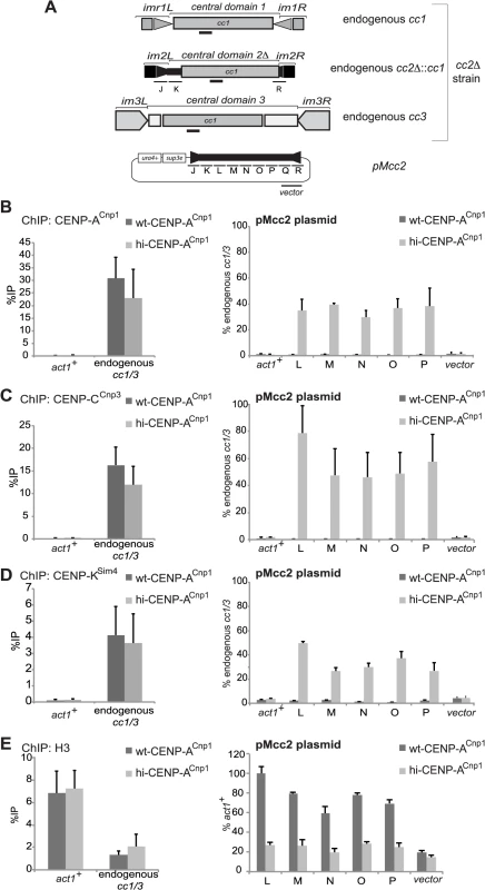 Elevated levels of CENP-A<sup>Cnp1</sup> are sufficient to establish centromeric chromatin in the absence of heterochromatin.