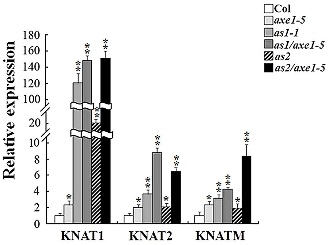 Expression of <i>KNOX</i> genes was increased in <i>axe1-5</i>, <i>as1-1</i>, <i>as2-1</i>, <i>as1-1/axe1-5</i>, and <i>as2-1/axe1-5</i> mutant plants.