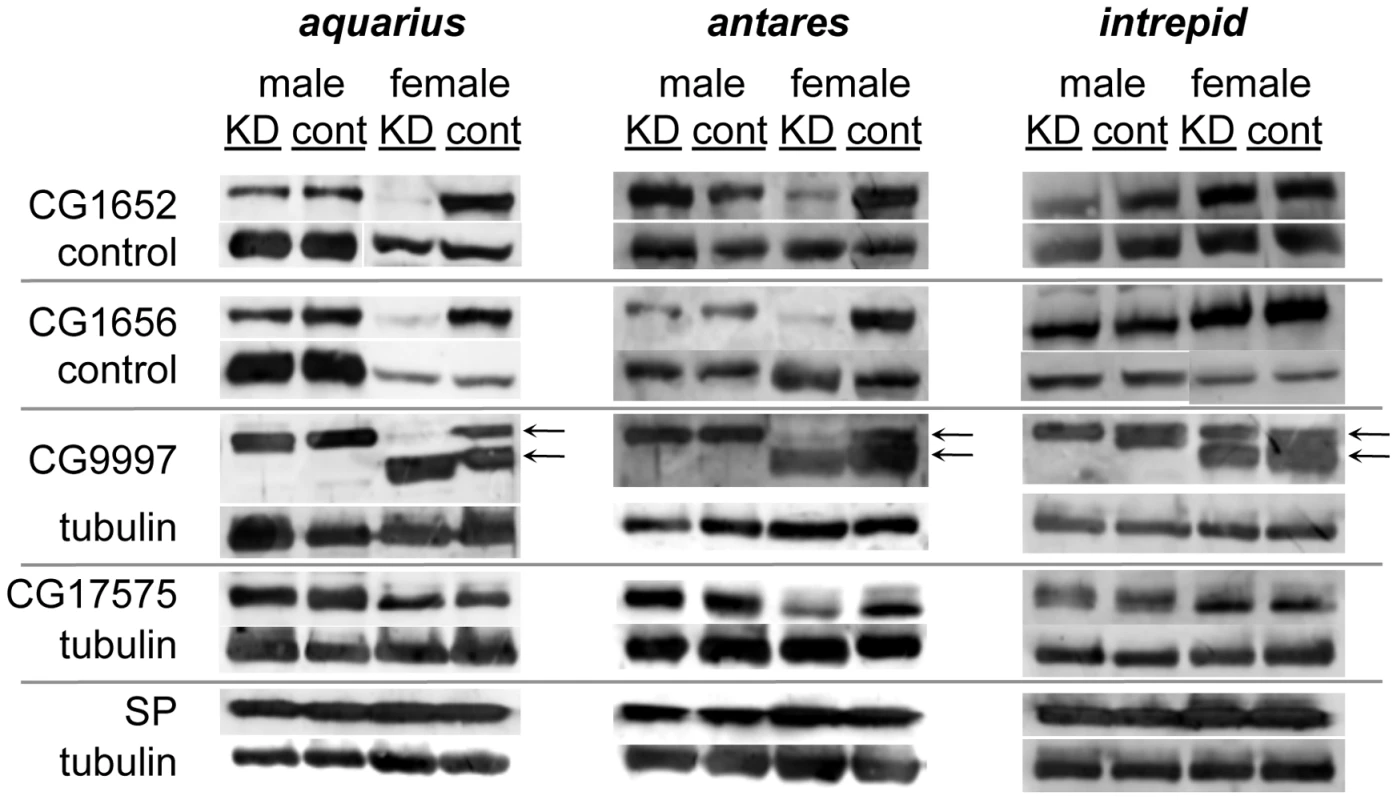 Production, transfer and processing of SP network proteins in males knocked down for <i>aquarius</i>, <i>antares</i> or <i>intrepid</i>.