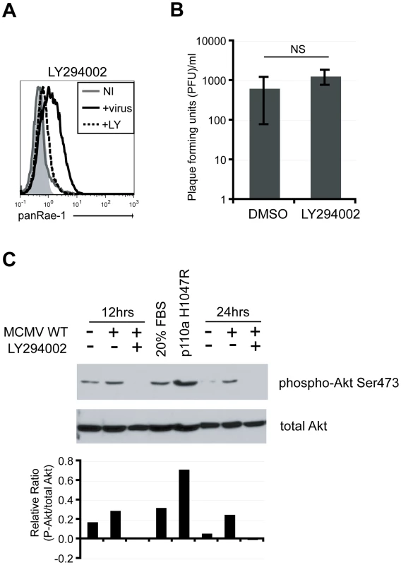 PI3K pathway is required for RAE-1 induction in MCMV-infected cells through the activation of Akt.