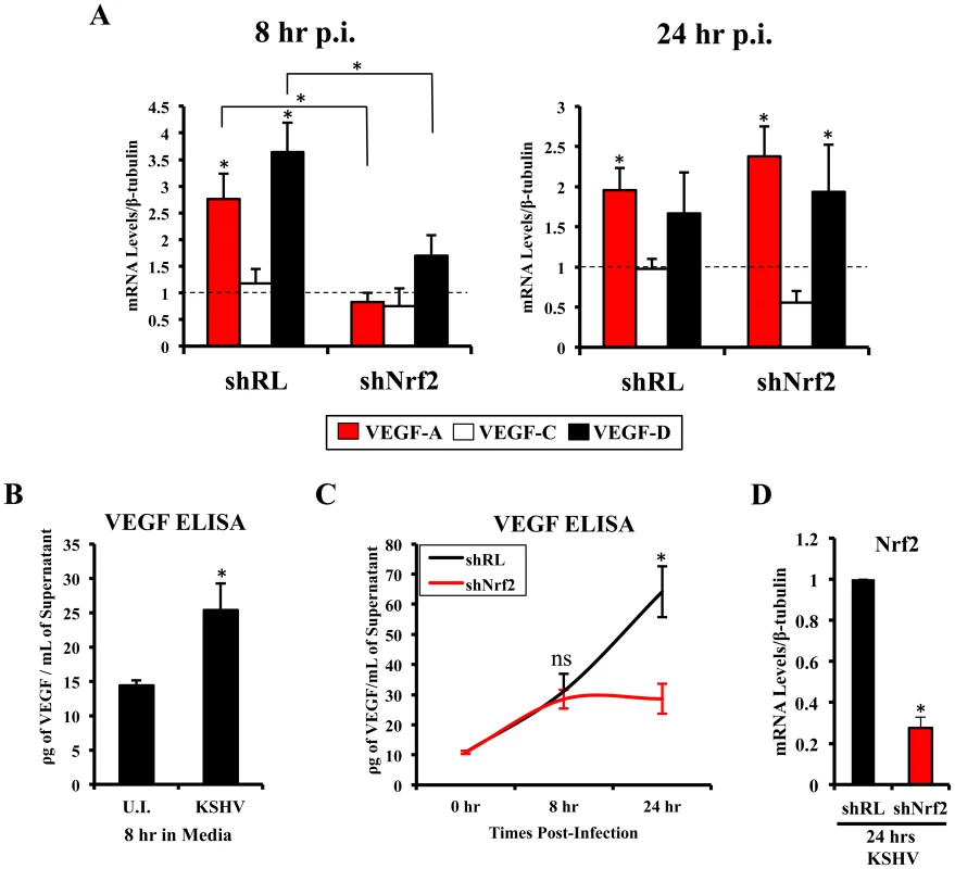 VEGF activity during KSHV infection and its dependence on Nrf2.