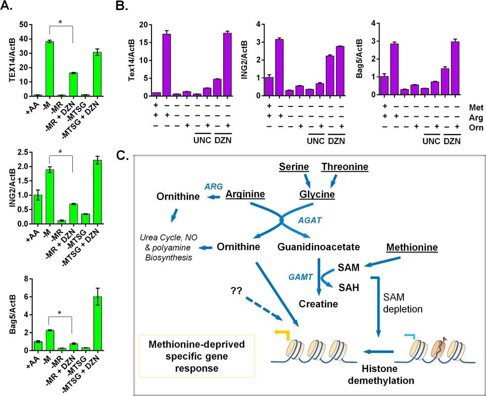 The ornithine-mediated signaling is required for the complete induction of the methionine-deprived specific gene response.