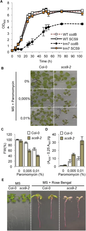Complementation of the <i>Saccharomyces cerevisiae trm7</i>Δ strain with Arabidopsis <i>SCS9</i> cDNA, and hypersensitivity of <i>scs9-2</i> seedlings to paramomycin and rose bengal.