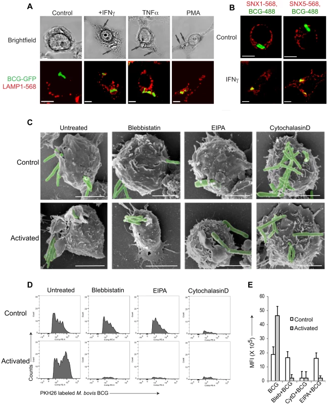 Macrophage activation results in mycobacterial entry via macropinocytosis.