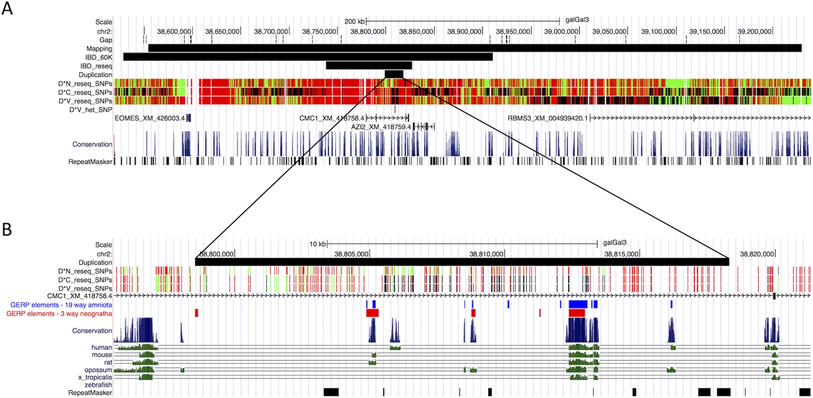 Characterization of the <i>Duplex-comb</i> locus by genetic mapping and whole genome sequencing.