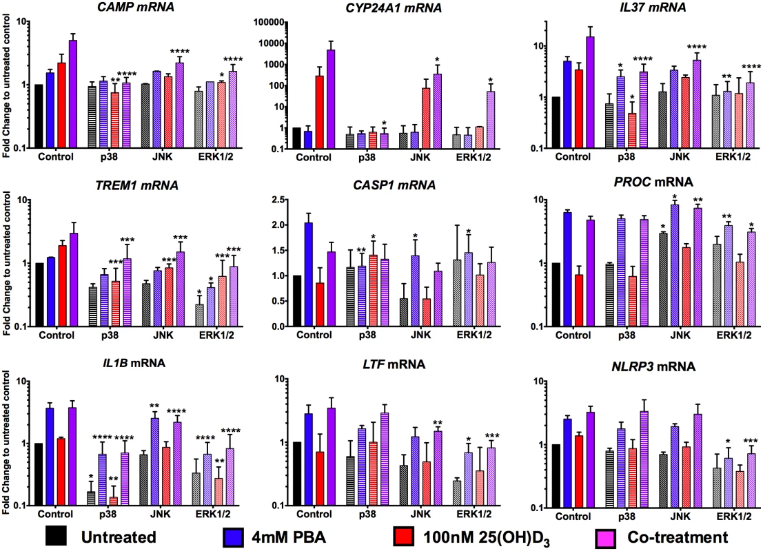 PBA synergistically regulates 25(OH)D<sub>3</sub>-mediated gene induction via MAPK signalling pathways.