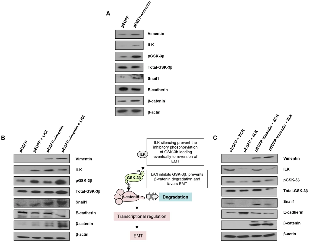 Interaction between vimentin over-expression and the activation of EMT signaling pathway.