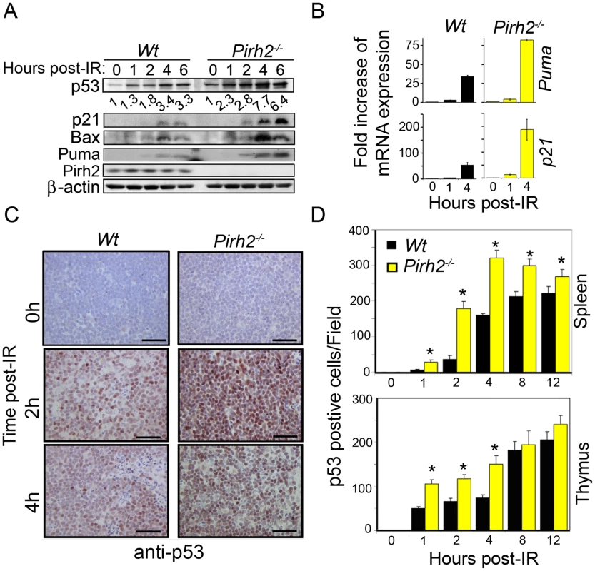 Pirh2 Negatively Regulates p53 Turnover in Response to DNA Damage.