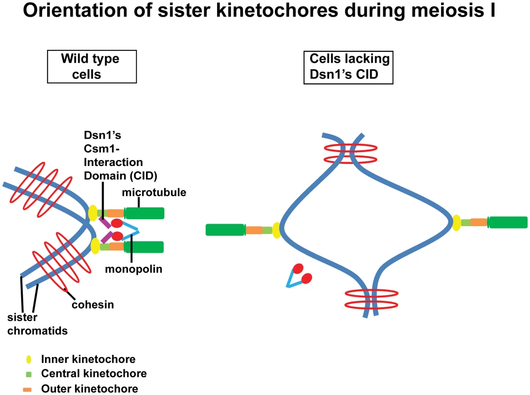 Role of the CID in monopolar attachment of sister kinetochores during meiosis I.