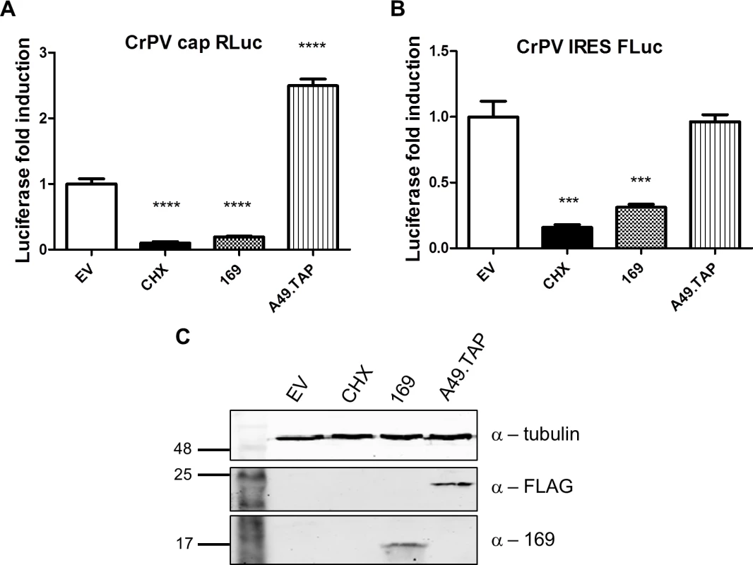 Protein 169 inhibits CrPV IRES-dependent translation.