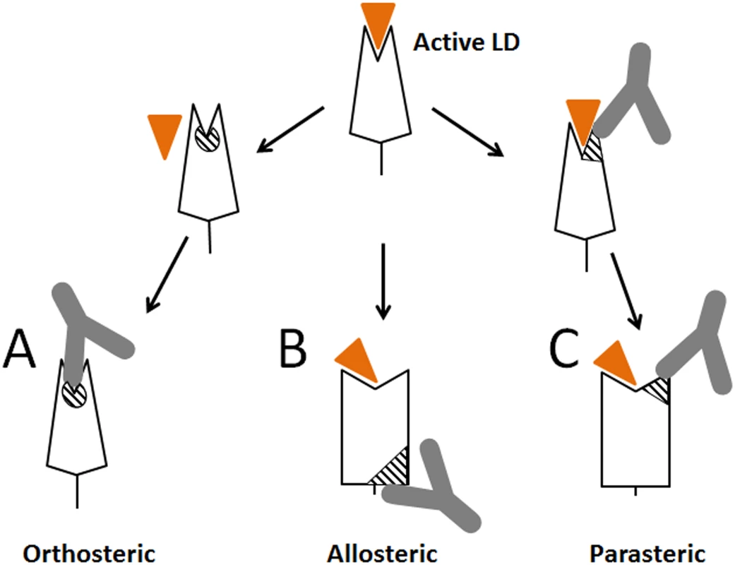 Schematic representation of different types of antibodies against lectin domain (LD) of FimH.