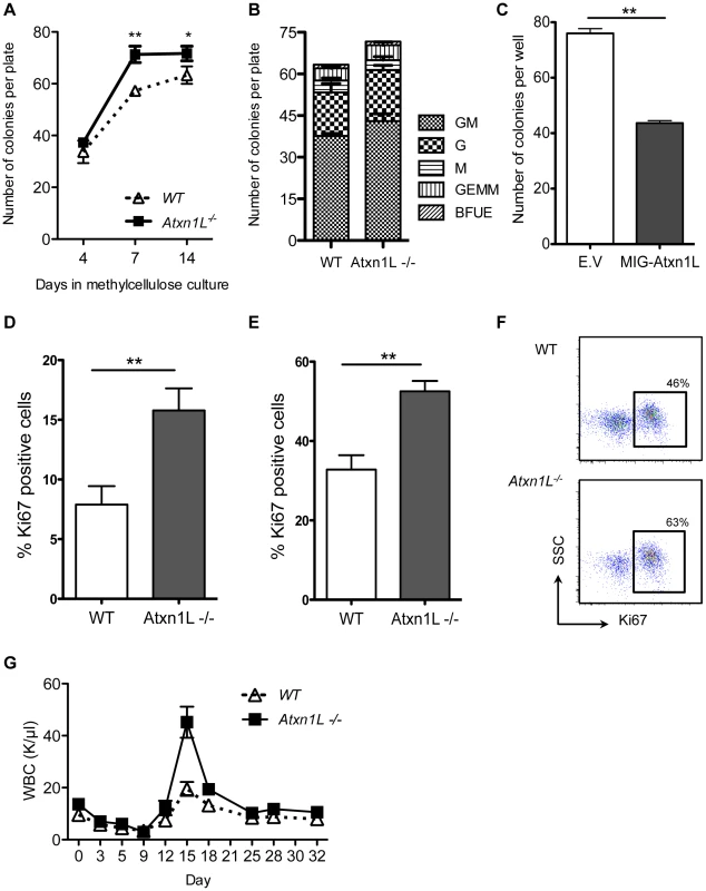 Loss of <i>Atxn1L</i> results in more proliferative hematopoietic stem and progenitor cells.