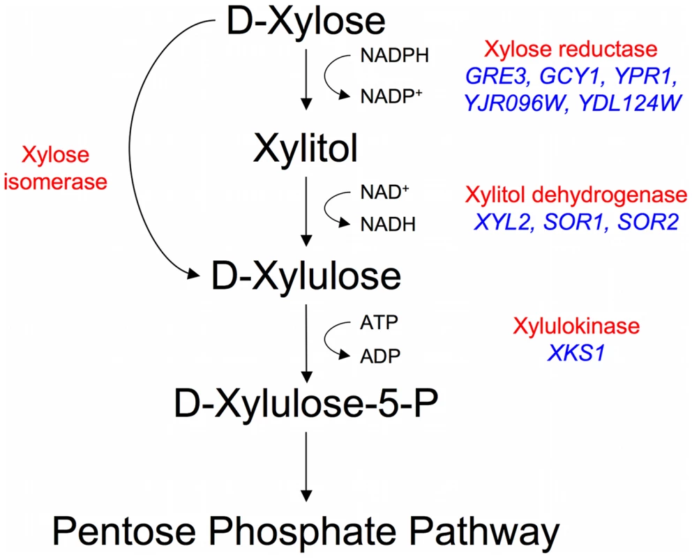 Endogenous xylose pathway.