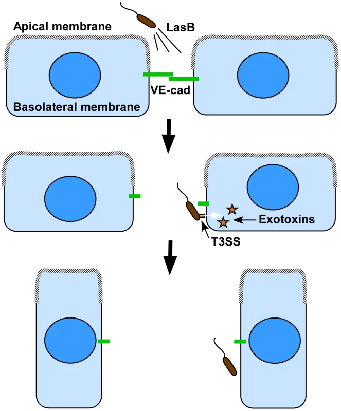 Proposed cooperation model between <i>P. aeruginosa</i>'s T2SS and T3SS.