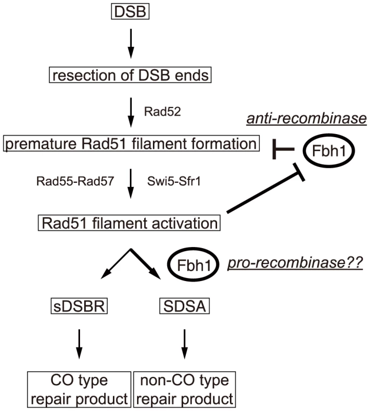 A model for regulation of HRR by Fbh1.
