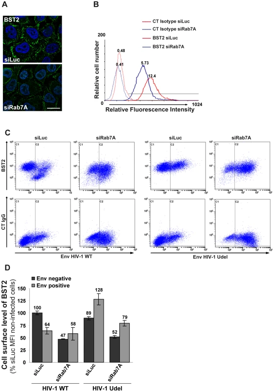 Rab7A decreases BST2 cell surface expression and is required for Vpu-induced BST2 cell surface downregulation.