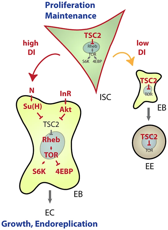 Model for TSC–mediated regulation of cell differentiation in the ISC lineage.