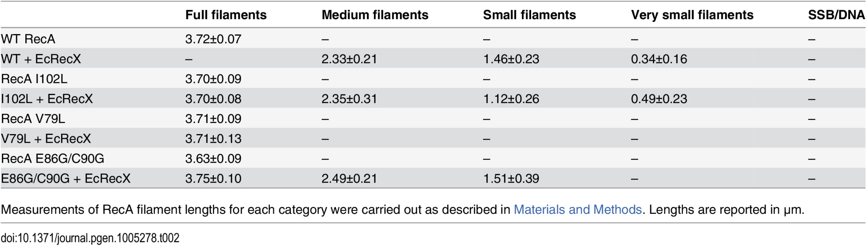 Measurements of RecA filaments of different size categories.