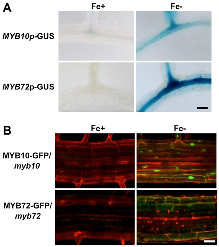 <i>MYB10</i> and <i>MYB72</i> are expressed in the root under iron deficiency.