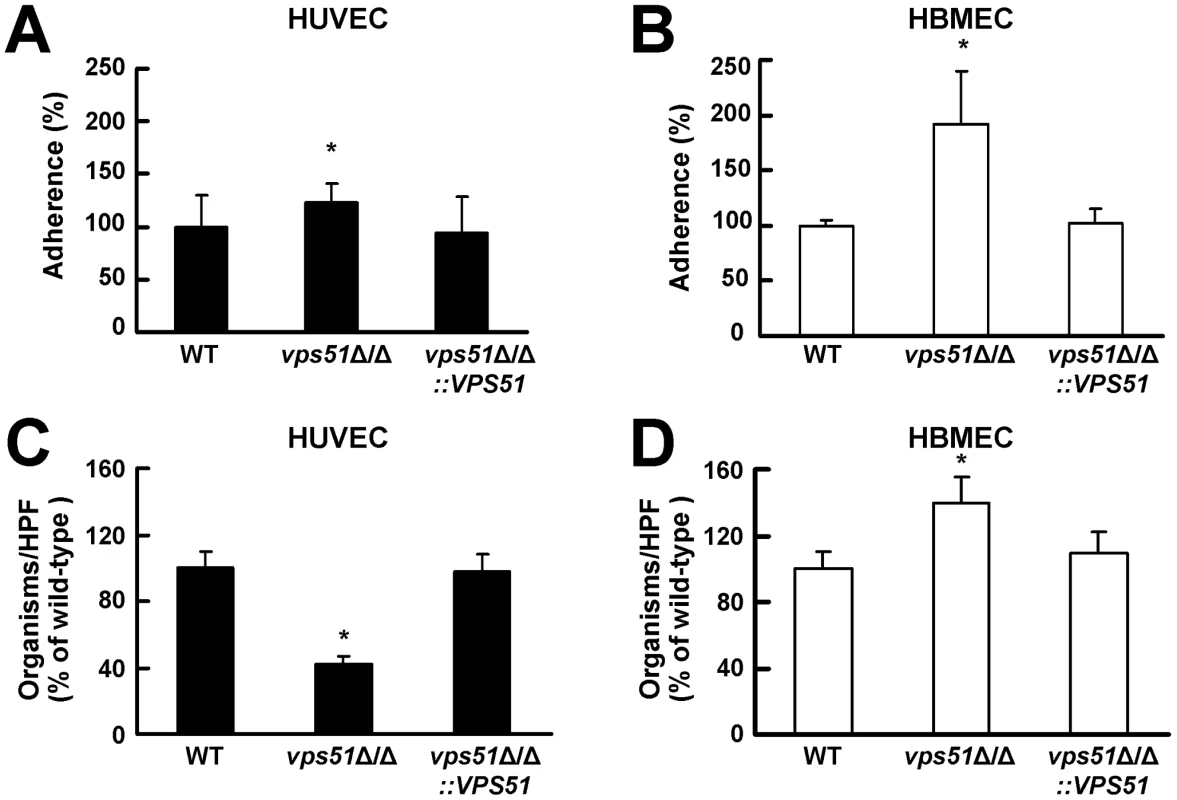 The <i>vps51</i>Δ/Δ mutant interacts differently with human umbilical vein endothelial cells (HUVECs) versus human brain microvascular endothelial cells (HBMECs).