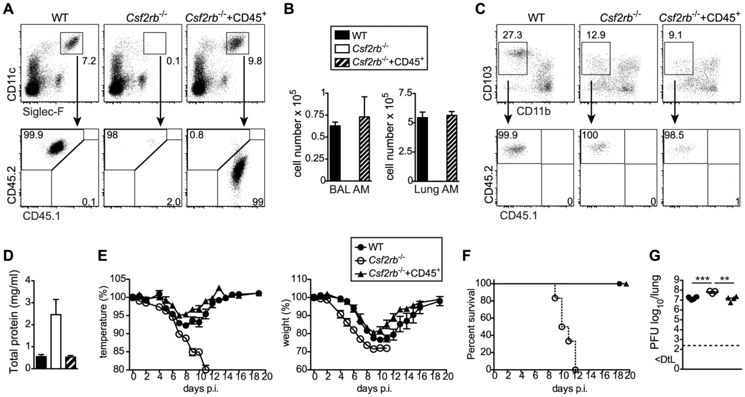 Selective restoration of AM development in <i>Csf2rb</i><sup>−/−</sup> mice prevents severe morbidity and mortality following influenza virus infection.