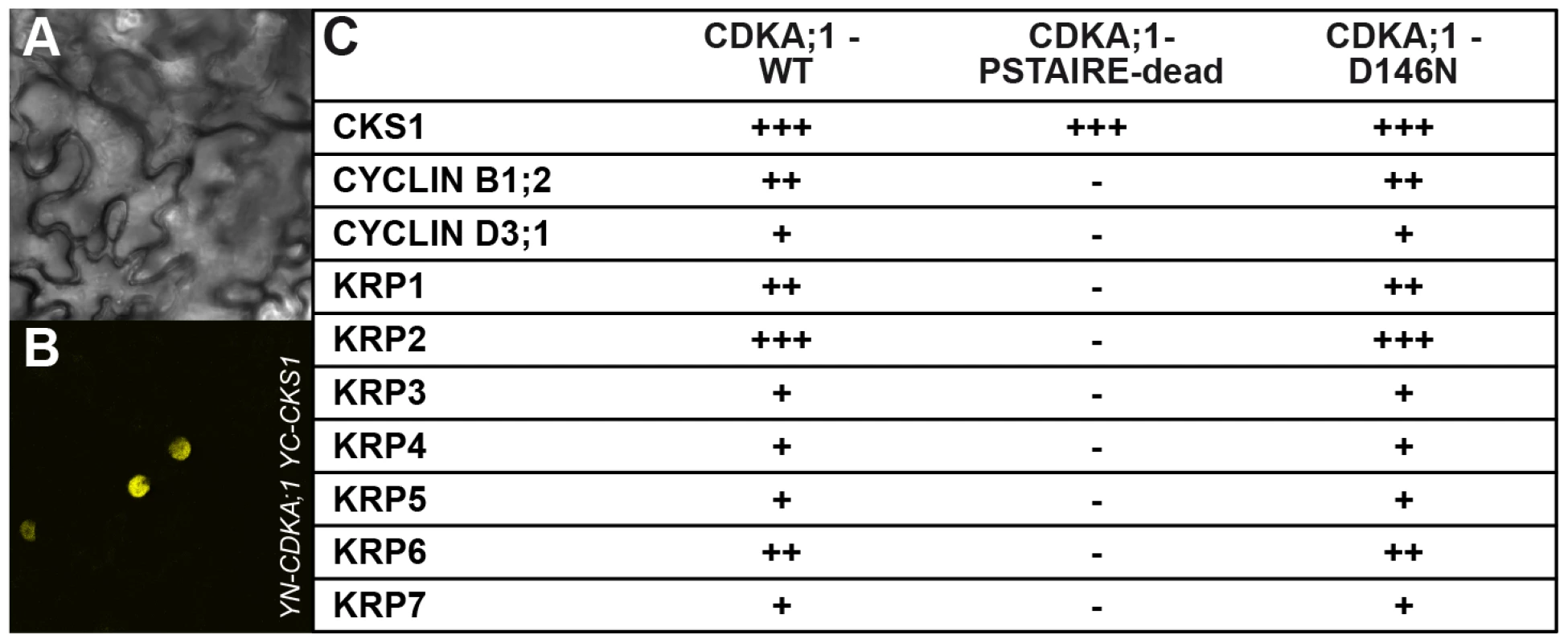 Interaction assays of dominant negative versus wild-type CDKA;1 variants.