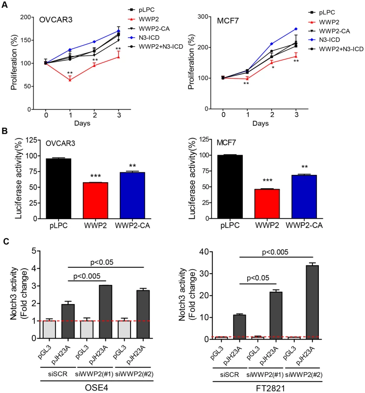 WWP2 regulates Notch3 signaling activity in cancer cells.