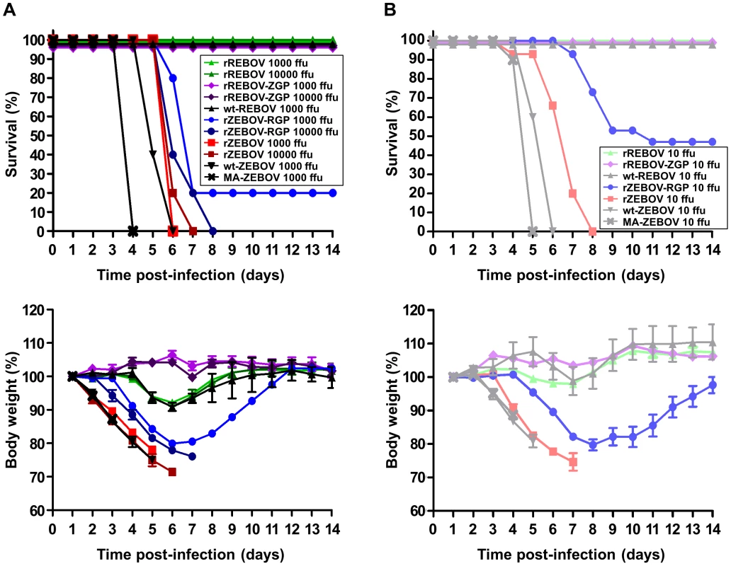 Survival and weight loss in IFNAR<sup>−/−</sup> mice.