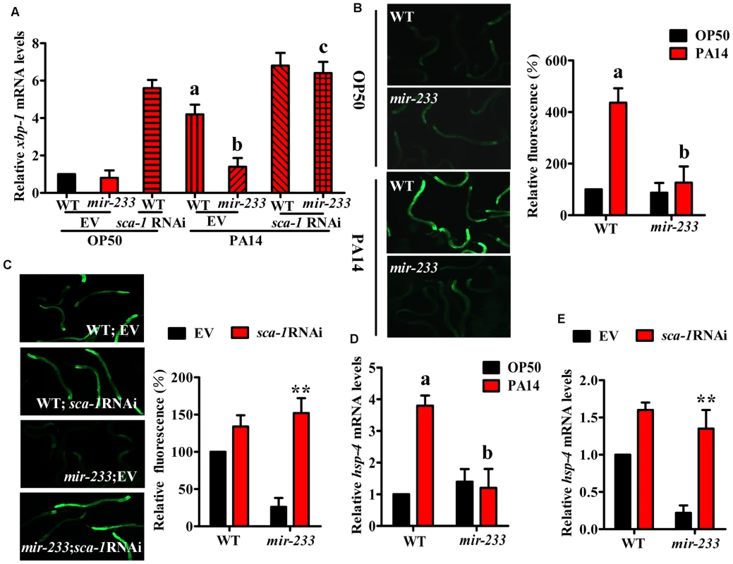 <i>mir-233</i> mediates the XBP-1-dependent UPR induced by <i>P. aeruginosa</i> infection.