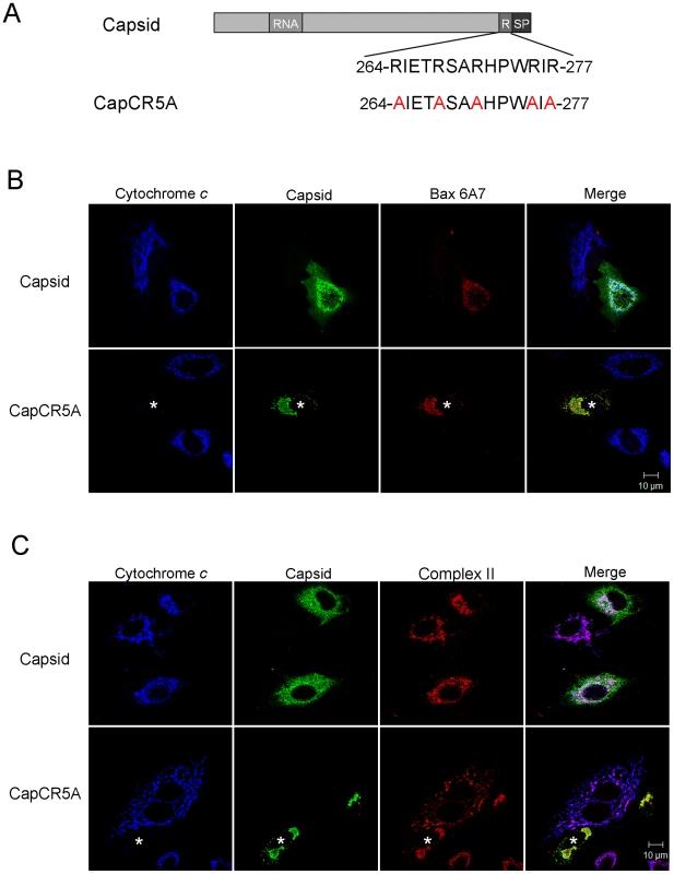 The arginine-rich motif in capsid protein is not required for targeting to mitochondria or activation of Bax.