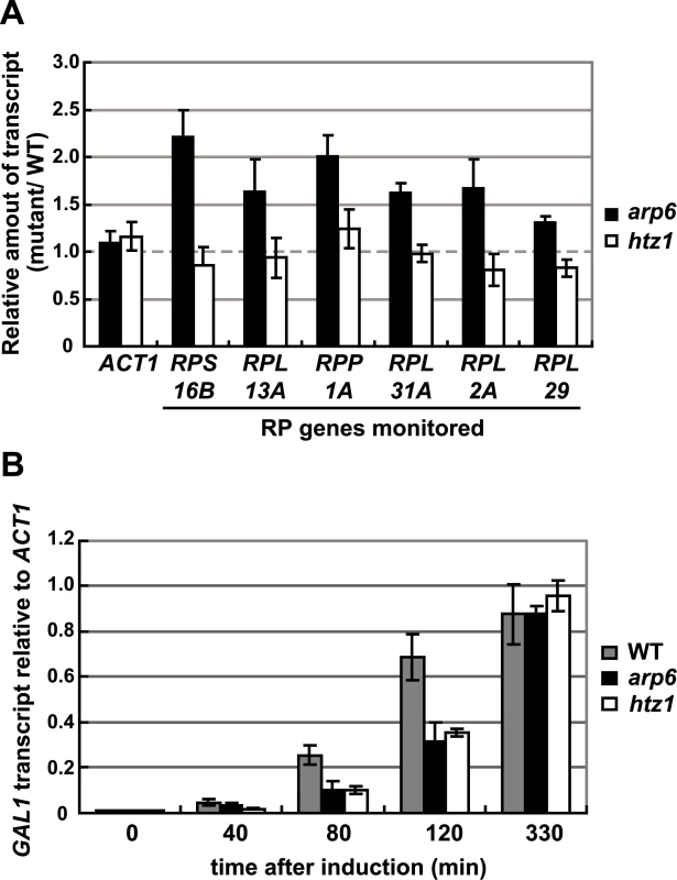 Quantitative analysis of transcripts in cells lacking Arp6 (<i>arp6</i>) and H2A.Z <i>(htz1</i>) using RT–PCR.