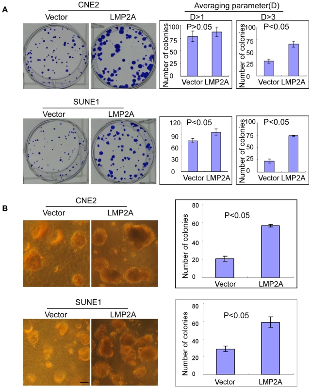LMP2A enhances the transforming ability of NPC cells.
