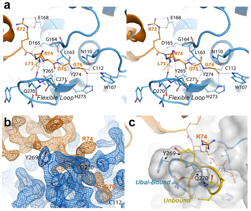 The crystal structure of the PLpro-Ubal complex reveals a dense hydrogen-bonding pattern between the active site of PLpro and the C-terminus of ubiquitin.