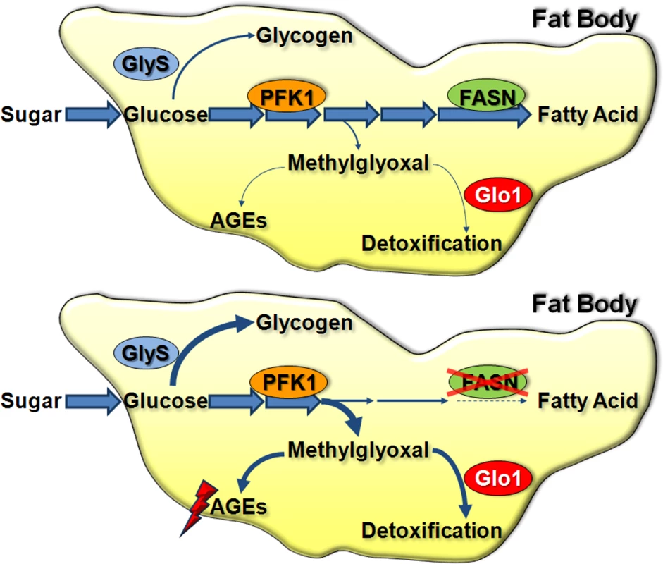Glucose metabolic fate in the larval FB.