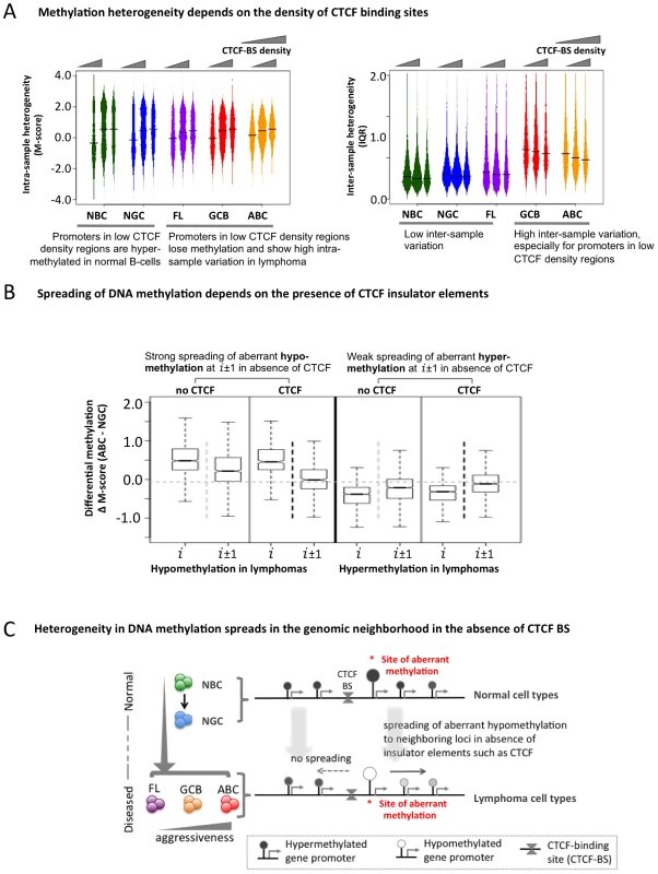 The insulator factor CTCF prevents spreading of aberrant methylation.