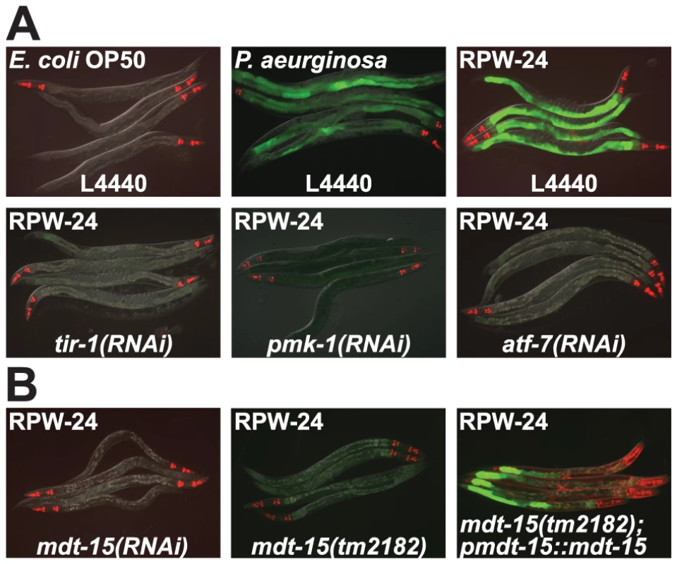 RNAi screen identifies a role for the <i>C. elegans</i> Mediator subunit MDT-15 in regulating the induction of the p38 MAP kinase PMK-1-dependent immune reporter <i>pF08G5.6::GFP</i>.