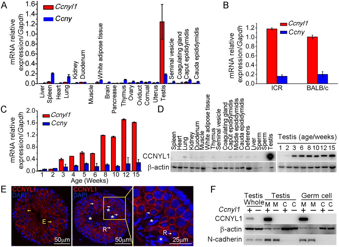 The expression pattern of CCNYL1 in mice.