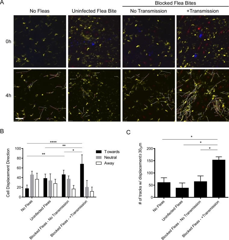 Imaging and tracking dendritic cell movement in response to flea bites and flea-transmitted <i>Y</i>. <i>pestis in vivo</i>.