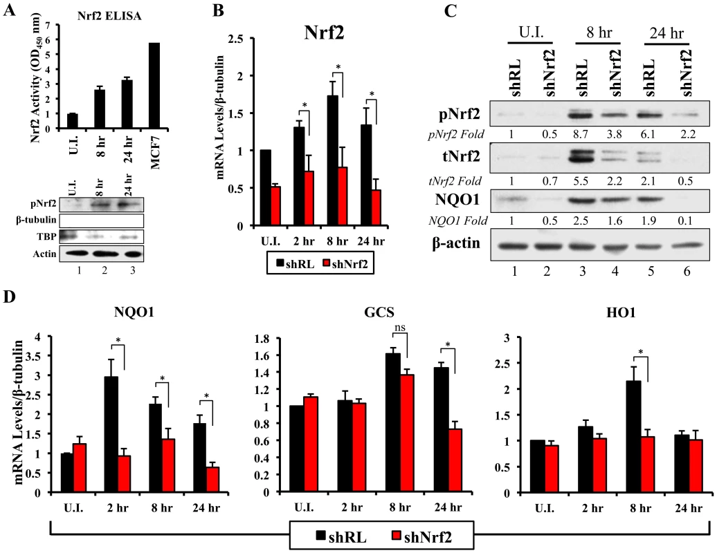Lentiviral knockdown of Nrf2 and the effects on target genes during KSHV infection.