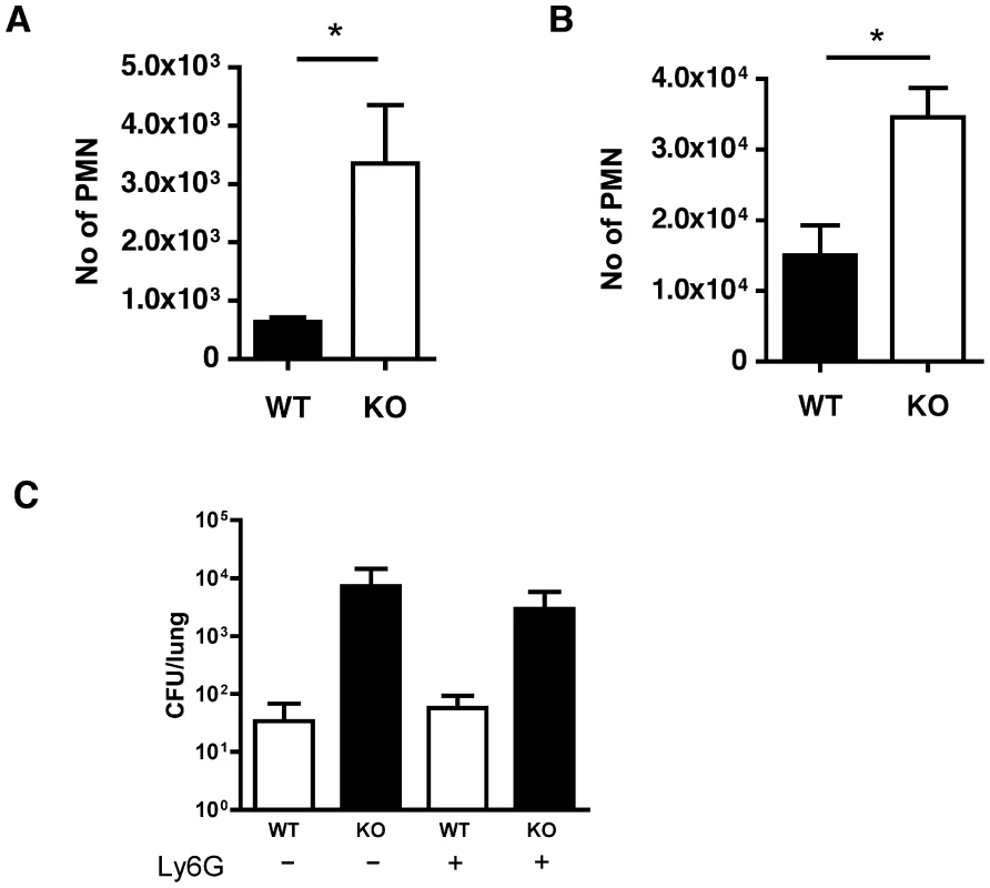 Absence of functional cathepsin D in macrophages results in increased neutrophil recruitment.