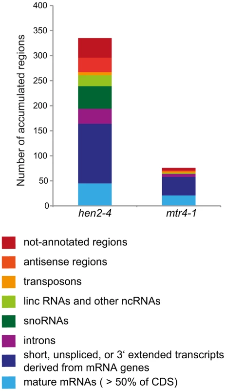 Degradation of non-ribosomal exosome targets depends largely on HEN2.