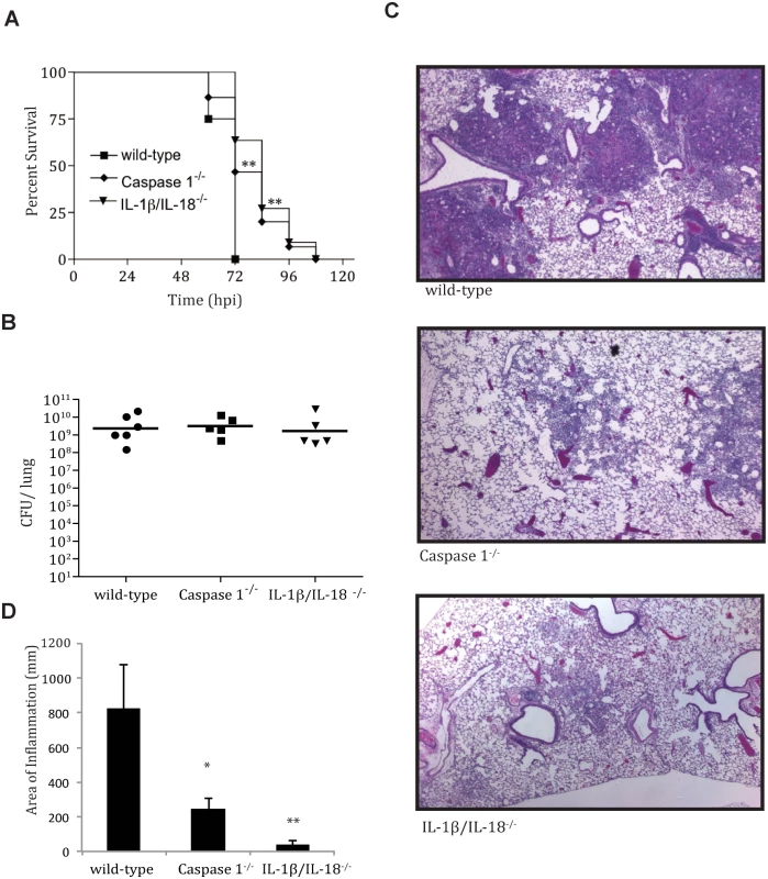 IL-1β/IL-18 cytokine activation contributes to pathology of pneumonic plague.