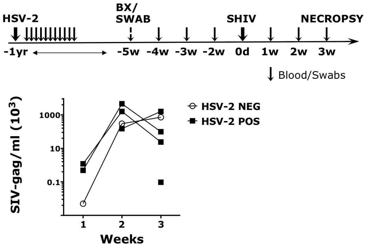 HSV-2 latently infected RMs appear more susceptible to SHIV infection.