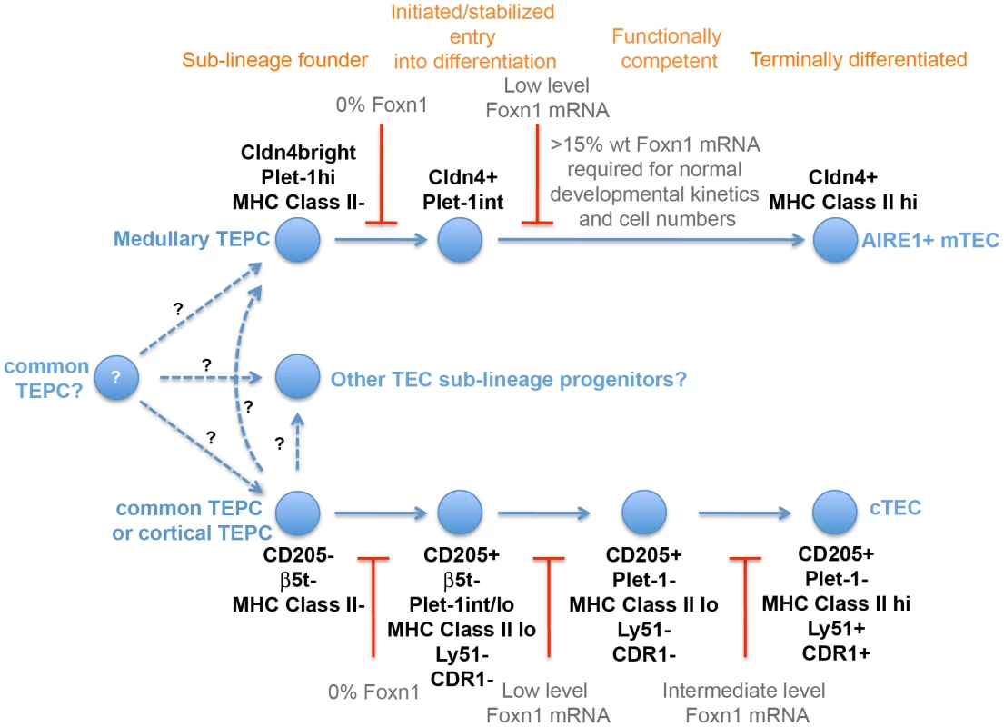 Foxn1 regulation of TE lineage development.
