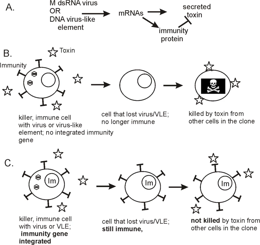 Biology of killer plasmids and viruses of yeasts.